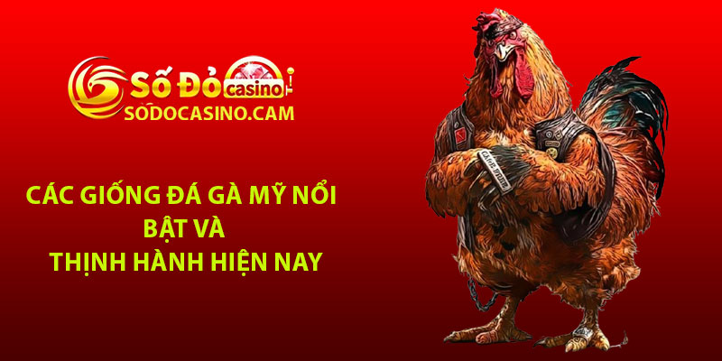 Các giống đá gà Mỹ nổi bật và thịnh hành hiện nay