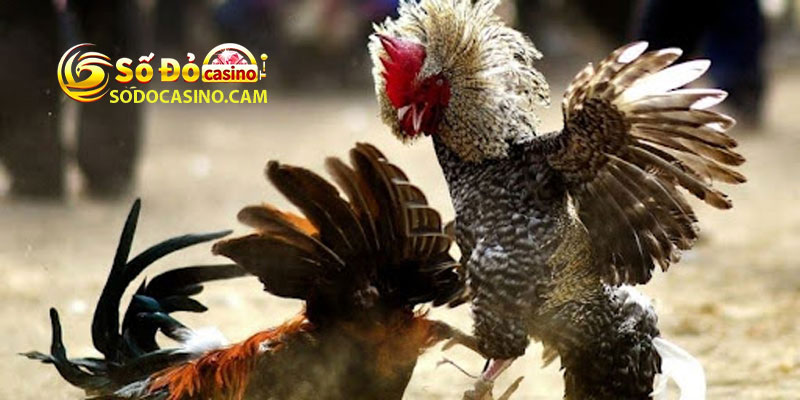 Da Ga Sodo Casino – San Choi Dinh Cao Cho Tin Do Da Ga