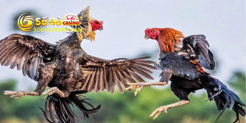 Lý Do Nên Chọn Đá Gà Sodo Casino